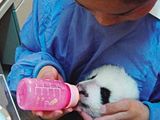 Photo: A two-month-old male panda cub with a caregiver
