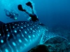 Photo: Divers with whale shark in Ningaloo Reef in Australia