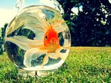 Photo: Goldfish in bowl