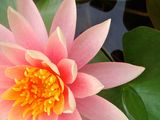 Picture of a waterlily