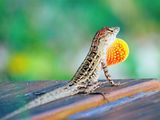 Picture of a lizard