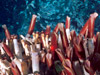 Photo: A colony of tube worms