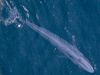 Photo: A Blue Whale in the Open Ocean