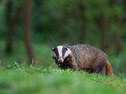 The government has a colony of 101 badgers