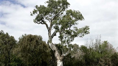 How safe are Australia's native trees? (Video Thumbnail)