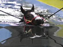 A racehorse exercises in the pool at Jonjo O'Neill's Jackdaws Castle stables in Cheltenham