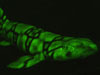 Photo of biofluorescent shark.
