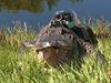 Photo of alligator with National Geographic Crittercam device.