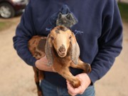 Photo: A baby brown goat