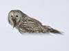 Photo: Silent Ural owl