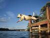 Photo: Dogs jump into lake