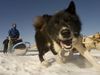 Photo: Sled dog in snow