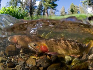 Lake Trout Are Bad News for Lake Yellowstone