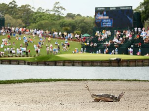 Turtles Flourishing in Golf Courses
