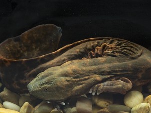 Hellbender Giant Salamanders Reintroduced