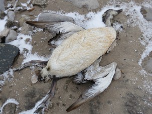 Botulism Bacteria Blamed for Deaths of Waterbirds on Lake Ontario