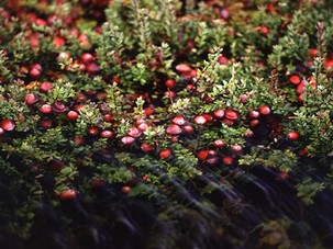 Some Cranberries Have a Smaller Water Footprint