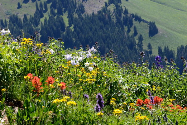 A new study finds that mountain wildflowers are blooming for more than a month longer than they did in the 1970s. Above, Wildflowers blooming at the Rocky Mountain Biological Laboratory near Crested Butte, Colo.
