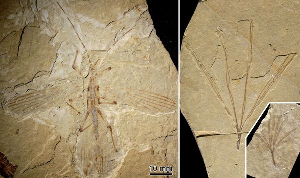 A fossil of the ancient insect Cretophasmomima melanogramma, left, and the modern leaf-shaped plant organ  Membranifolia admirabilis.