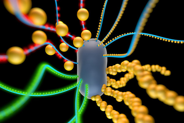 This artist's rendering shows a bacterial cell engineered to produce amyloid nanofibers that incorporate particles such as quantum dots (red and green spheres) or gold nanoparticles. Scientists at MIT have created bacterial factories that could one day lead to engineered smart materials that adjust to the the environment and can self-heal.