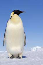 The (very) long march of the emperor penguin