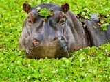 Photo of a submerged hippo surrounded by plants