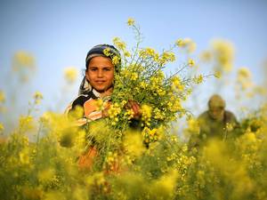 21 March 2014: A Palestinian man and his daughter pick wild mustard flowers which grow in untilled fields across the Gaza Strip