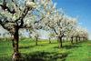 cherry trees blossoming [© ultimathule/Shutterstock.com] 