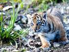 Cub explores outdoor paddock for first time