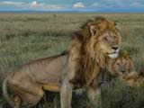 Photo: The Killers, a male coalition of four lions