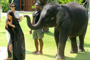 #Dumbo: Kim Kardashian gets attacked by elephant while taking a #selfie