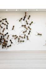 Huge ants are the stars of the show at the Saatchi Gallery