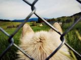 Picture of a wolf through a fence