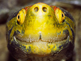 The face of a red-crowned river turtle, which appears to be smiling