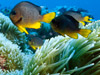 Photo: Fish swimming among reef anemones
