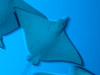 Photo: A group of eagle rays gliding through water
