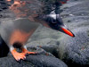 Photo: Penguin peeking under the water