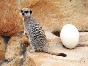 17 April 2014: A meerkat by an Ostrich egg in the Meerkat and Mongoose mansion at the Yorkshire Wildlife Park near Doncaster