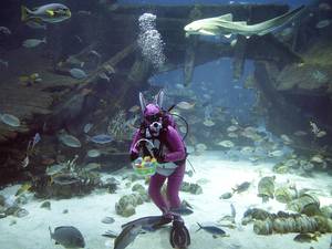 17 April 2014: A diver dressed as the Easter Bunny swims among sharks, rays and other species of fish in the Shipwreck habitat at the South East Asia Aquarium of Resorts World Sentosa, a popular tourist attraction in Singapore