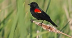 13 Ways of Looking at a Blackbird