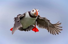 Atlantic Puffin on final approach to burrow