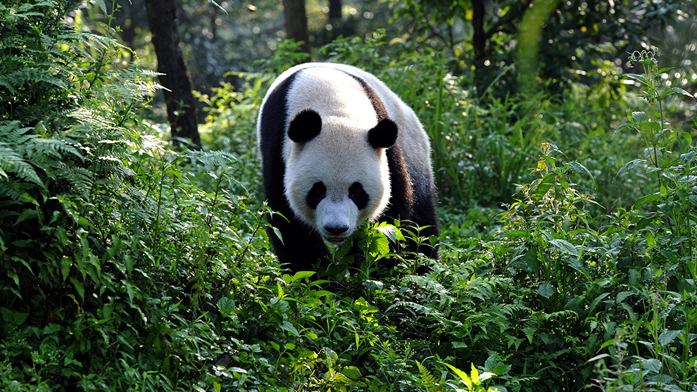 panda-trees-woods-990-DL.jpg