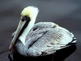 Photo: A brown pelican