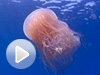 invertebrates-caribbean-video-promo.jpg