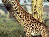 Photo: A giraffe standing next to a tree