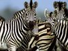 Photo: Zebra herd vocalizing