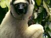 Photo: Close-up of a sifaka lemur