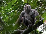Photo: Chimpanzee in a tree