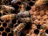 Photo: Honeybees making honey