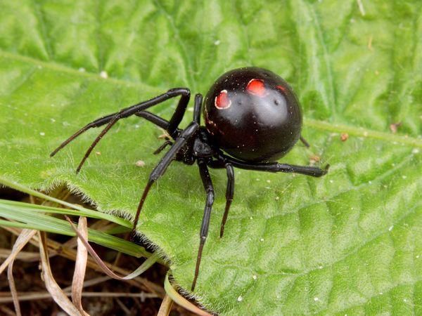 Photo: Female black widow spider on a leaf